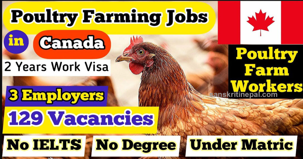 Poultry Farm Jobs in Canada for Fresher