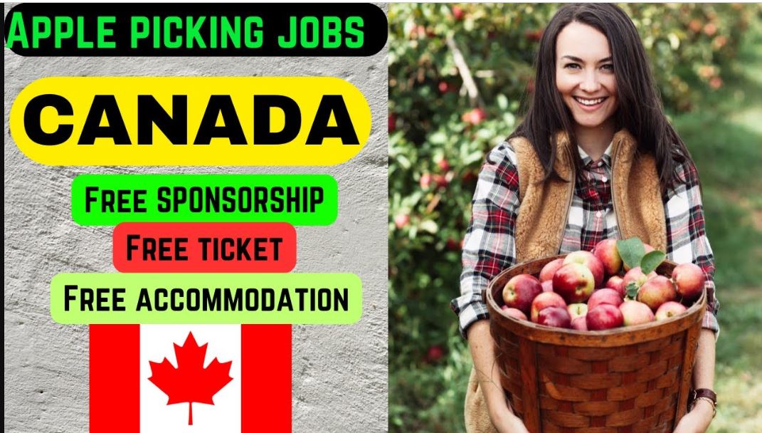 Exciting Apple Picking Jobs In Canada